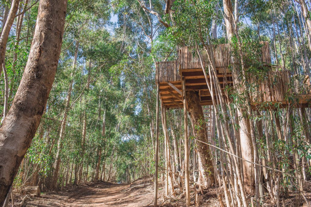 Tree Top Zipline Tour Hermanus a gliding adventure in the trees